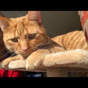 Meet your Posher, Alexa